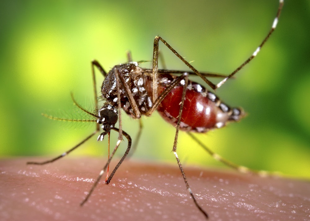 Dengue, Zika e Chikungunya: saiba como diferenciar os sintomas